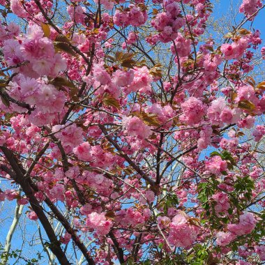 Bahçedeki güzel pembe çiçekler