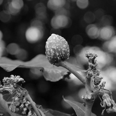 Bahçedeki bir çiçeğe yaklaş