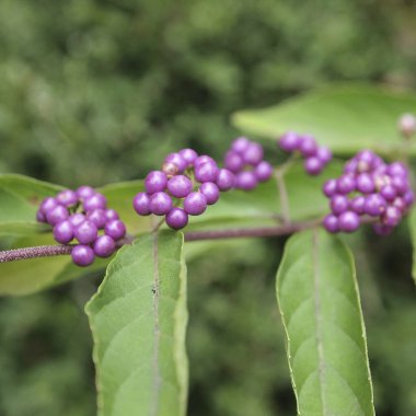 Doğadaki mor çiçeğe yaklaş..