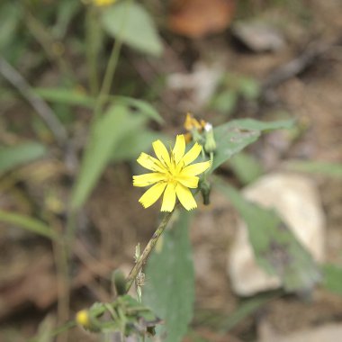 Bahçedeki sarı çiçek