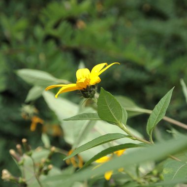 Bahçedeki güzel çiçekler