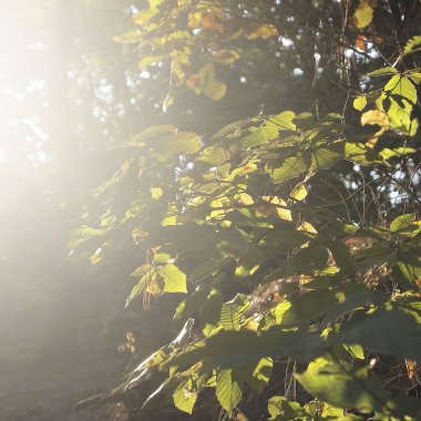 sabah güneş ışığı