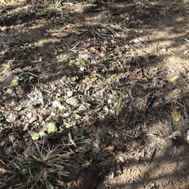 Sonbaharda yere düşen yapraklar