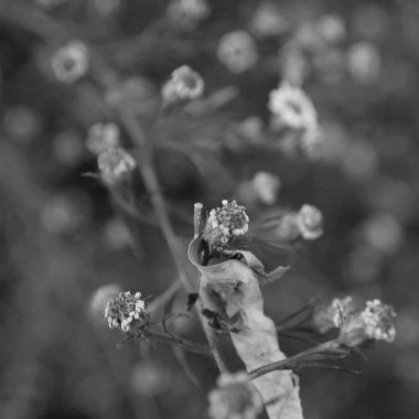 bir ağacın siyah beyaz fotoğrafı