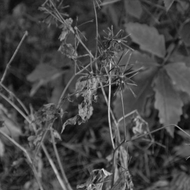 Sonbahar mevsiminde sonbahar yaprakları, yapraklar