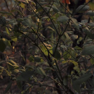 Güzel botanik fotoğrafı, doğal duvar kağıdı.
