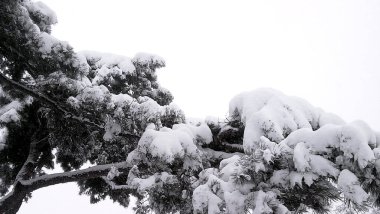 Parkta karla kaplı ağaçlar