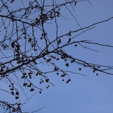 Güzel botanik fotoğrafı, doğal duvar kağıdı.