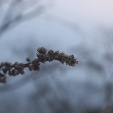 Güzel botanik fotoğrafı, doğal duvar kağıdı.