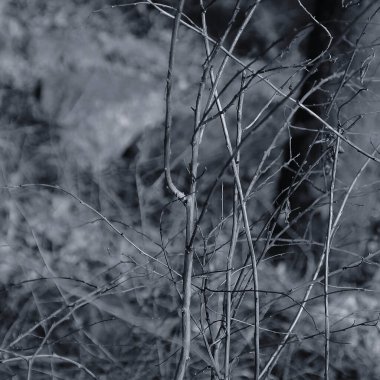 Ağacın siyah beyaz fotoğrafı