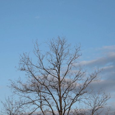 Mavi arkaplanlı bir ağaç dalının alçak açılı görüntüsü
