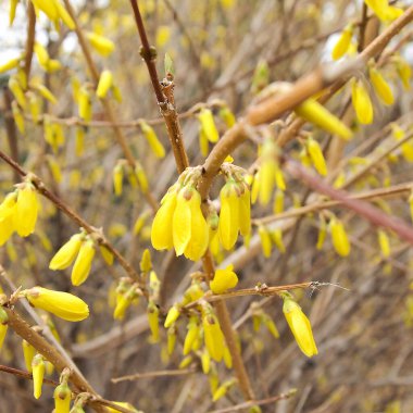 Kapalı - İlkbaharda tomurcukları olan sarı çalı