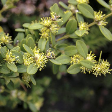 Bahçede yeşil yapraklar