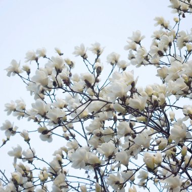 Bahçedeki güzel beyaz çiçekler