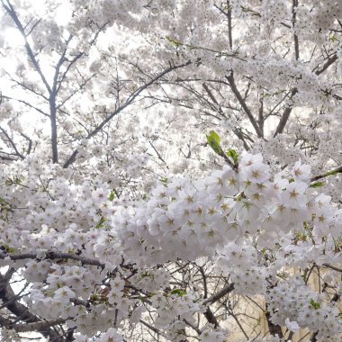 Tokyo 'da kiraz çiçeği, Japonya
