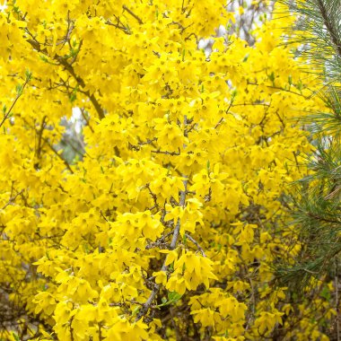 Bahçede güzel sarı bahar çiçek