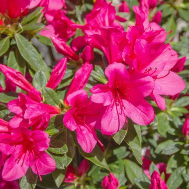 güzel pembe açelya çiçekleri