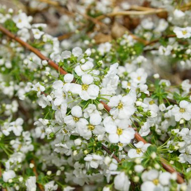Baharda beyaz çiçekler
