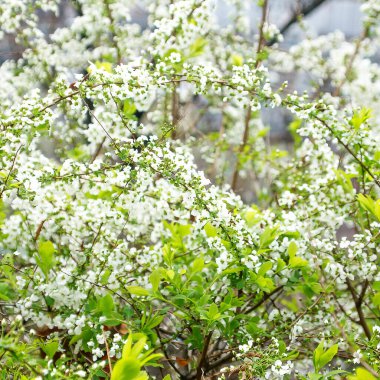 Parkta çiçek açan bahar ağacı.