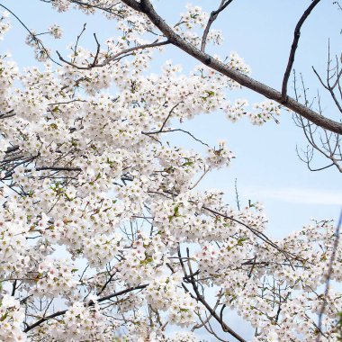 Bahçedeki güzel çiçekler
