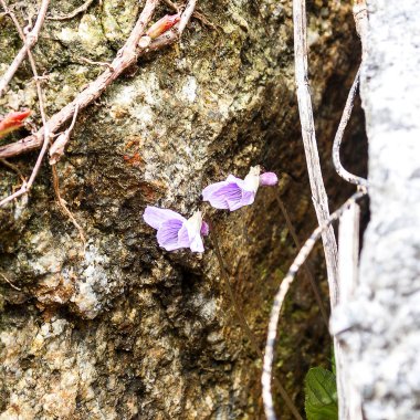 Bahçedeki güzel mor orkide