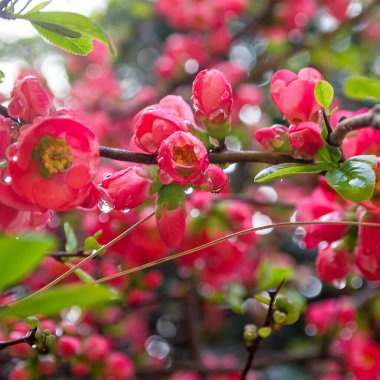 Güzel botanik fotoğrafı, doğal duvar kağıdı.