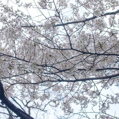 Ağaçtaki güzel bahar çiçekleri