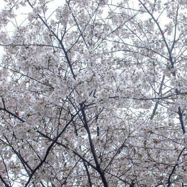 Ağaçtaki güzel bahar çiçekleri