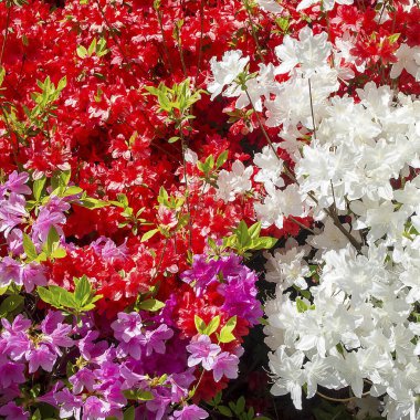 Bahar mevsiminin güzel çiçekleri