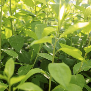 Bahçede yeşil yapraklar