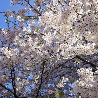 İlkbaharda kiraz çiçeği, Japonya