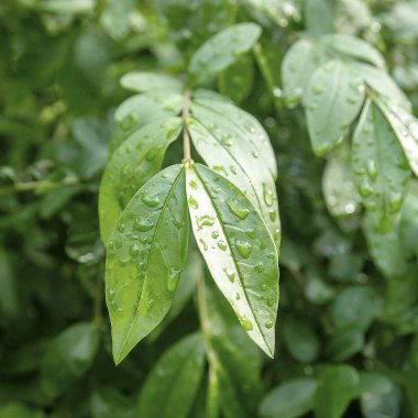 Yağmurdan sonra yeşil yapraklar