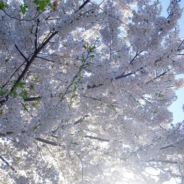 Güzel bahar çiçekleri, flora
