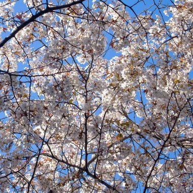İlkbaharda ağaçta kiraz çiçekleri