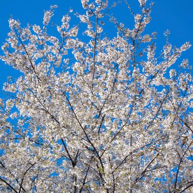 Çiçek açmış kiraz çiçekleri.