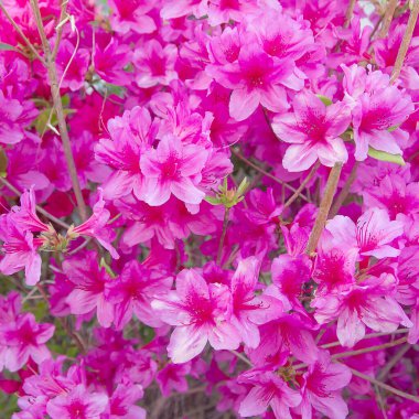 Bahçedeki güzel çiçekler