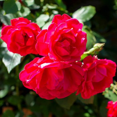 Bahçedeki kırmızı güller