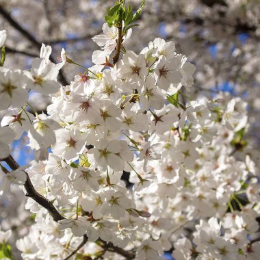 Tokyo 'da kiraz çiçeği, Japonya