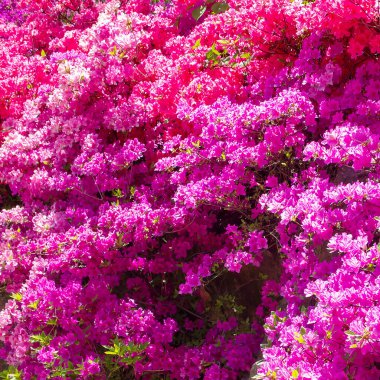 Pembe begonviller çiçek çiçeklenme