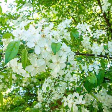 Baharda elma ağaçlarının güzel çiçekleri