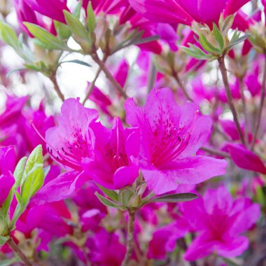 Bahçedeki pembe çiçekler