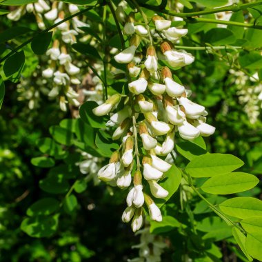 Bahçede beyaz çiçekler