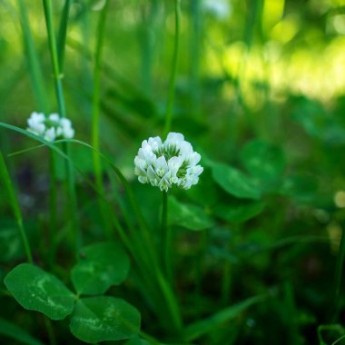 Doğada yeşil yonca çiçeği