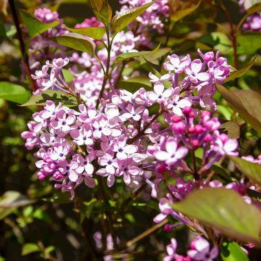 mor ve siyah ortanca