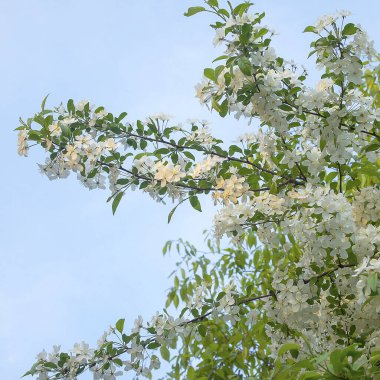 İlkbaharda elma ağacının beyaz çiçekleri, yakın - yakın -
