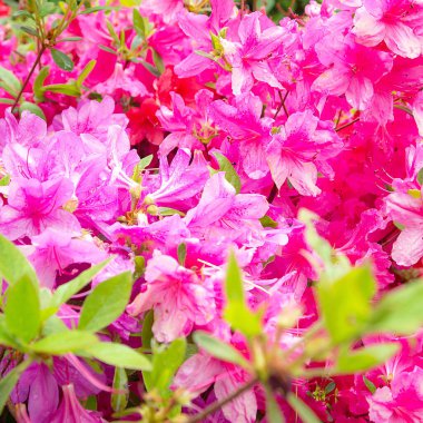 Bahçedeki açelya çalısı