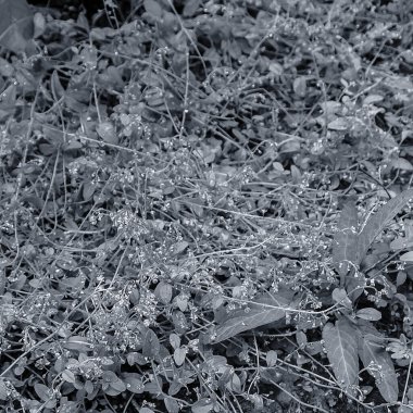 bitkilerin siyah beyaz arkaplanı