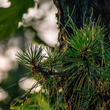 Bahçedeki çam ağacı dalı.