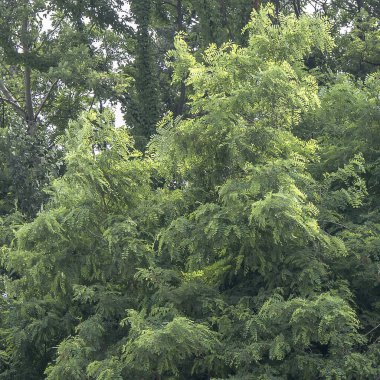 Ağaç dallarında yeşil yapraklar