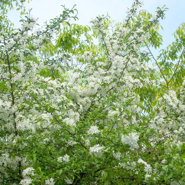 Elma ağacı beyaz çiçekli